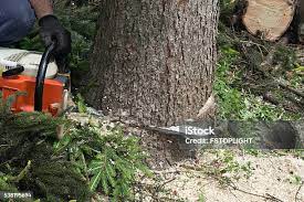 Best Hazardous Tree Removal  in Burlington, WA