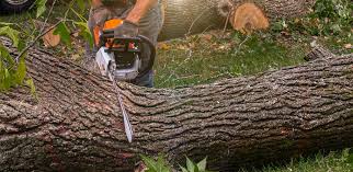 Burlington, WA Tree Care Company