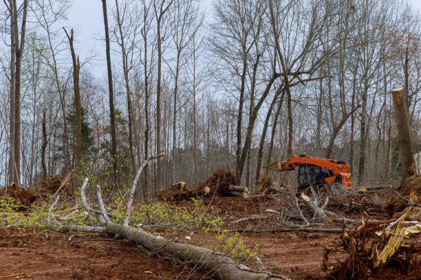 How Our Tree Care Process Works  in  Burlington, WA