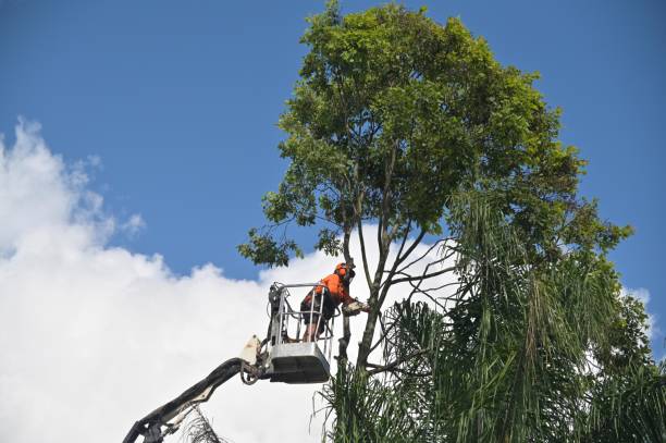 Best Tree Maintenance Programs  in Burlington, WA