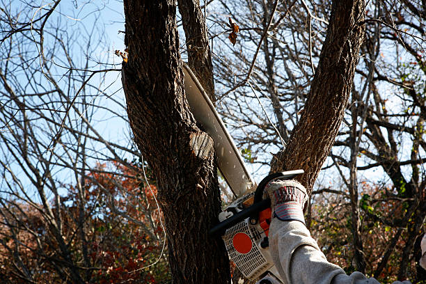 Best Tree Cabling and Bracing  in Burlington, WA