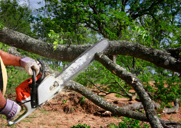 Mulching Services in Burlington, WA