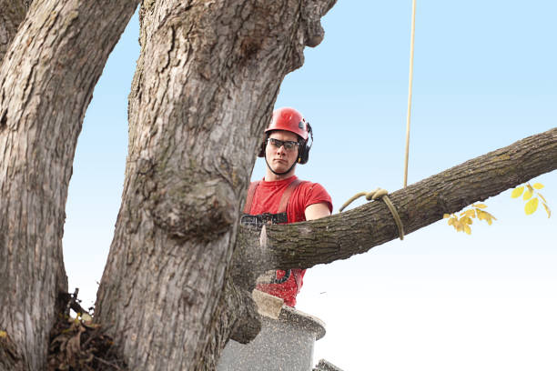 Tree Care